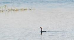 Bird on water (reservoir)