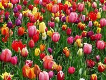 Photo of tulips